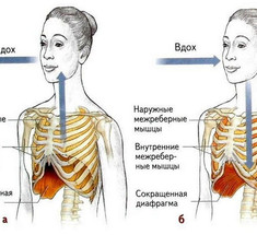 Спазм диафрагмы как причина болей, головокружения и панических атак