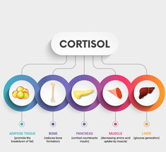 Высокий и низкий уровень кортизола