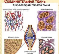 Соединительная ткань: сигнальная система в масштабе всего тела