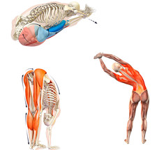 5 универсальных упражнений от болей в спине