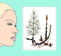 Хвощ полевой для улучшения состояния волос, кожи и ногтей