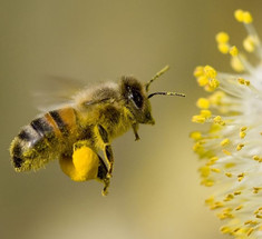 Пчелы признаны самыми важными существами нашей планеты