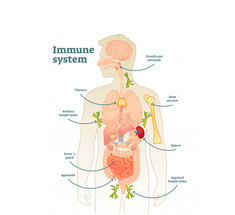 Важные антиоксиданты для иммунной системы