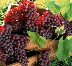 15 виноградин в день — вкусное лекарство для почек