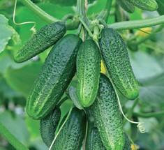 Выращиваем огурцы — интересные сорта любимой культуры