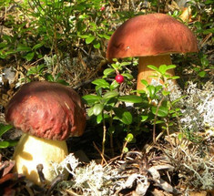 Как вырастить белые грибы в усадьбе