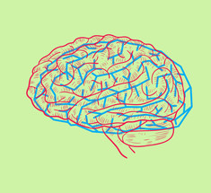 Биологический прайм-тайм: как обхитрить мозг или хотя бы научиться прокрастинировать с пользой
