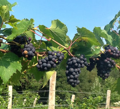 Как ухаживать за плодоносящим виноградником