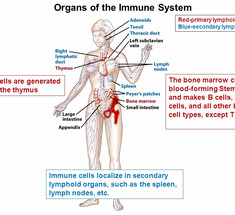 Метафоры здоровья: Иммунная система – наше физиологическое «я»