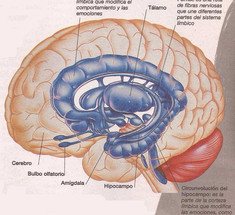 Нейропластичность: перестраиваем мозг