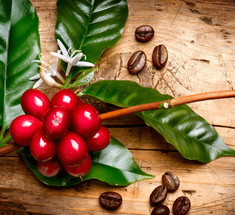 Бизнес-идея: Выращивание кофейных деревьев