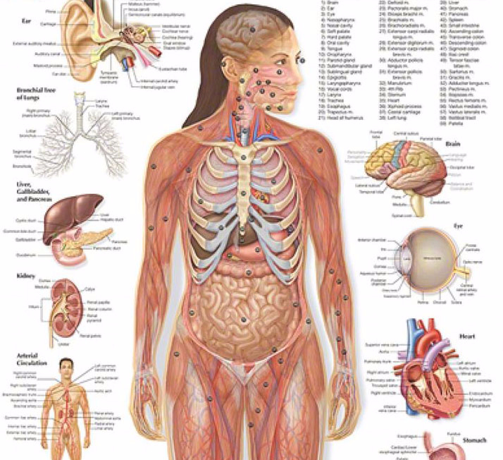 Органы человека схема с названиями и фото. Схема строения внутренних органов человека. Строение человека анатомия и расположение внутренних. Анатомия человека внутренние органы женщины. Схема строения внутренних органов женщины.