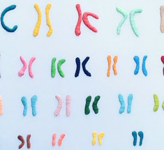 Считаем хромосомы: сколько человеку для счастья нужно