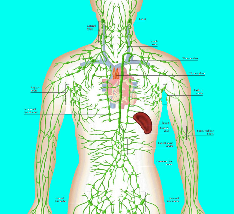 Рисунок лимфатической системы. Лимфатическая система человека анатомия. Лимфа схема. Лимфосистема человека схема. Схема лимфатической системы человека полная.