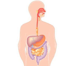 Нарушение пищеварения — основная причина развития гиповитаминоза, токсикоза, кандидоза