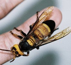 Самое опасное насекомое в мире