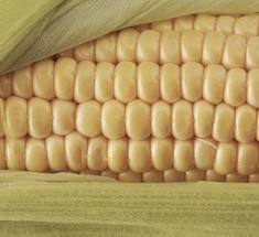 ГМО-кукуруза появится в Евросоюзе
