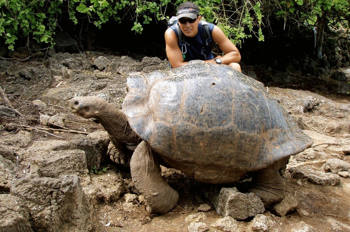 Самая большая разновидность. Черепаха гигант дермохелис. Гигантская сухопутная черепаха. Самая крупная черепаха в мире дермохелис. Исполинская гигантская черепаха.