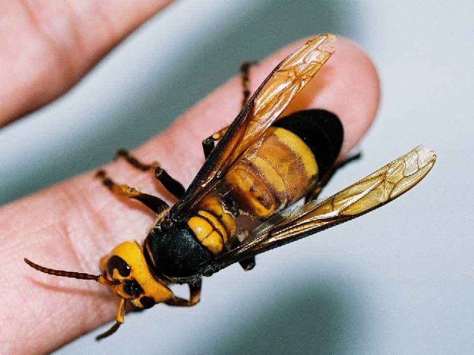 Самое опасное насекомое в мире