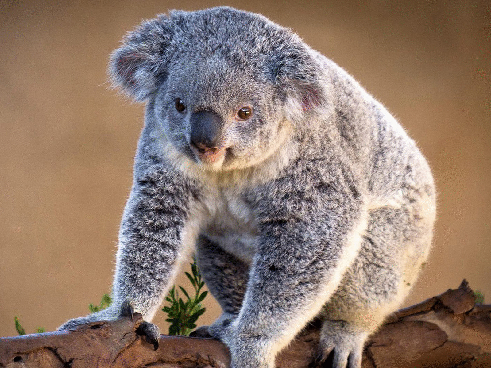 Австралийскую коалу скоро можно будет увидеть только на фотографиях