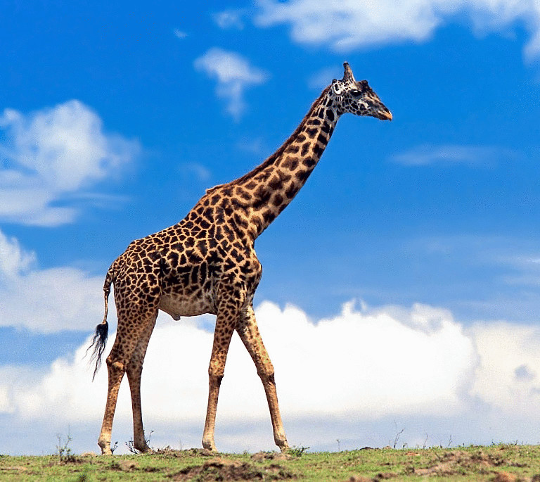 Почему у жирафа длинная шея - над загадкой эволюции вида ученые веками ломают головы