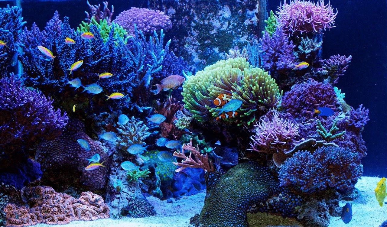 Потрясающая кровать-аквариум превратит вашу спальню в коралловый риф