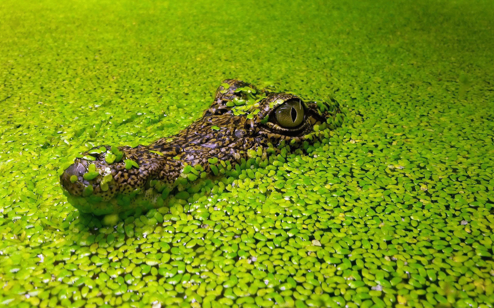 В Австралии жабы "душат" крокодилов
