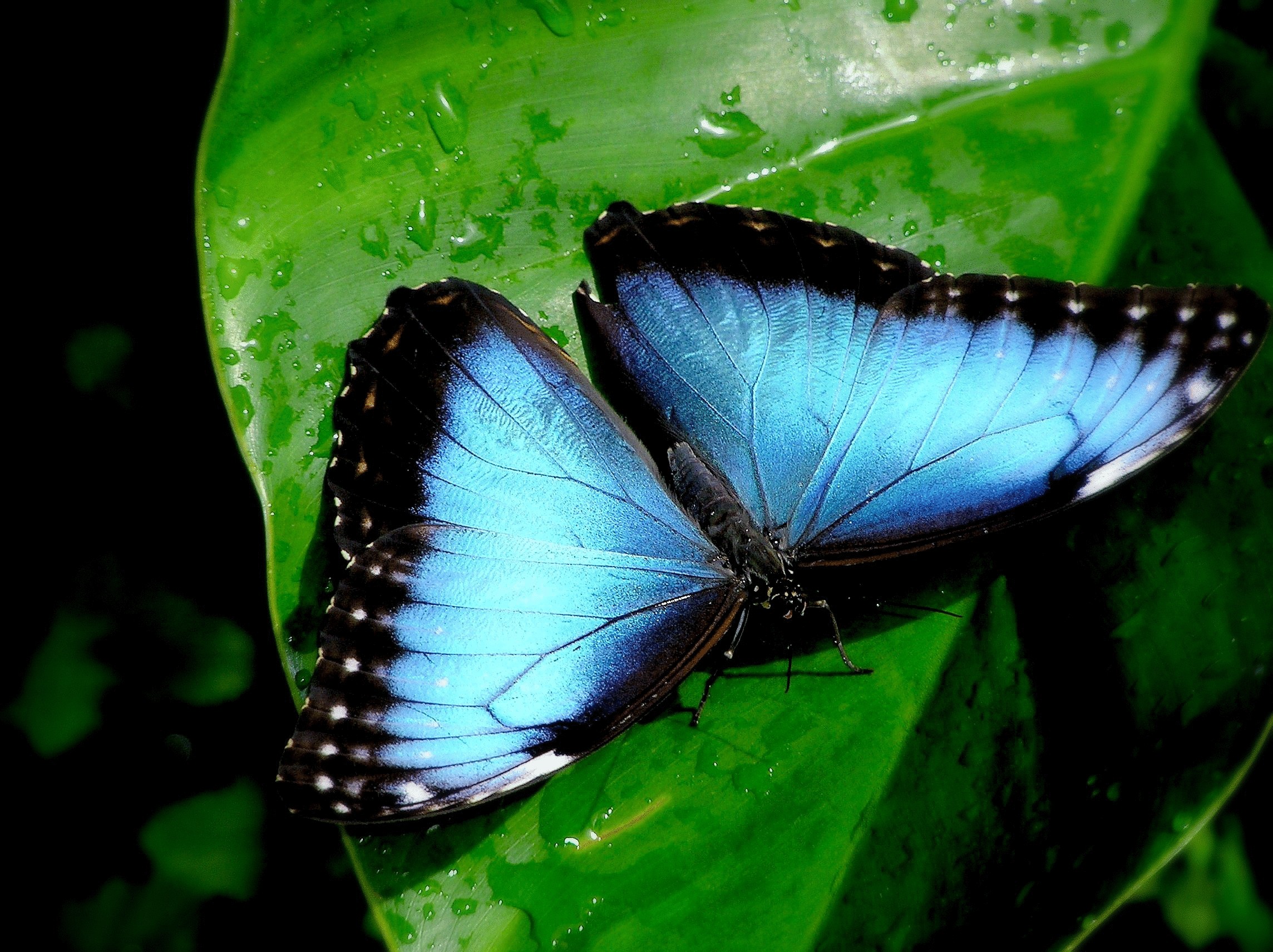 Крылышкам бабочек найдут применение в электронике