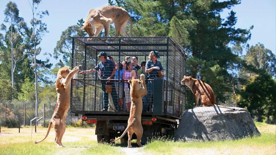 В новозеландском зоопарке туристов пускают в вольер со львами
