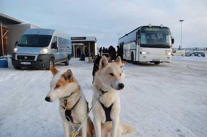 Норвежцы запустили первое в мире такси на собачьих упряжках