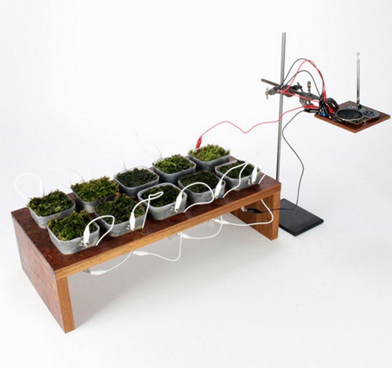 Ученые создали первое в мире растительное радио