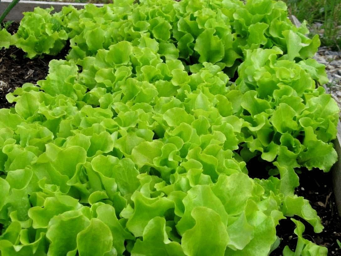 Листовой салат – самый опасный продукт в супермаркетах