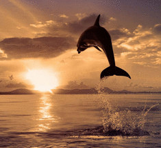  Звуки, издаваемые дельфинами, обладают целебным эффектом