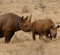 Встроенные в рога камеры помогут спасти носорогов от браконьеров