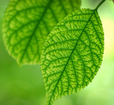 Исскуственный лист может стать самым эффективным источником возобновляемым источником энергии