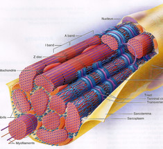 Генетические везунчики: на примере мышечных волокон и людей