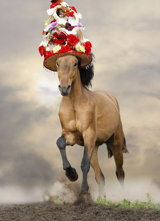 Horses wear. Horse hat. Horse wearing people Costume это пословица. What people Wore for Horse riding in the past.