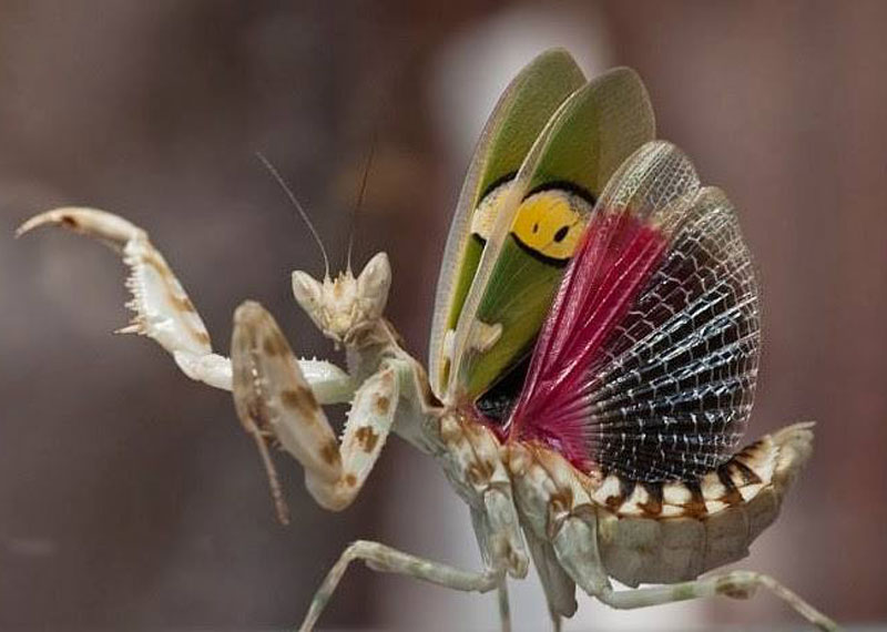 Богомол бабочка. Цветочный богомол Creobroter gemmatus. Богомол Мантис(бабочка). Самка орхидейного богомола. ШИПАСТЫЙ орхидейный богомол.