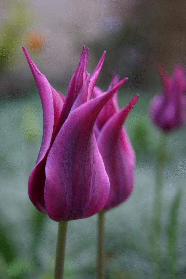 15 лучших лилиецветных тюльпанов