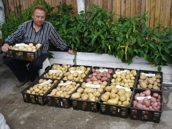 Уникальная технология посадки картофеля