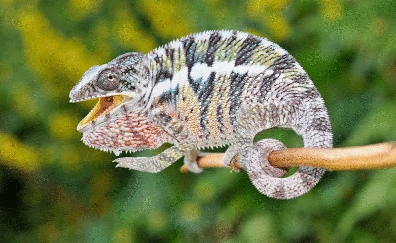 11 новых видов хамелеонов насчитали биологи на Мадагаскаре