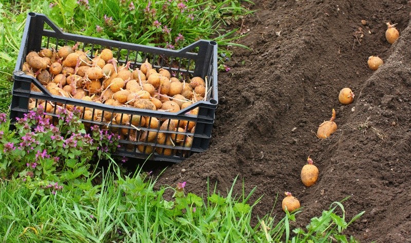  Необычные способы посадки картофеля—в бочку,мешок,под солому  