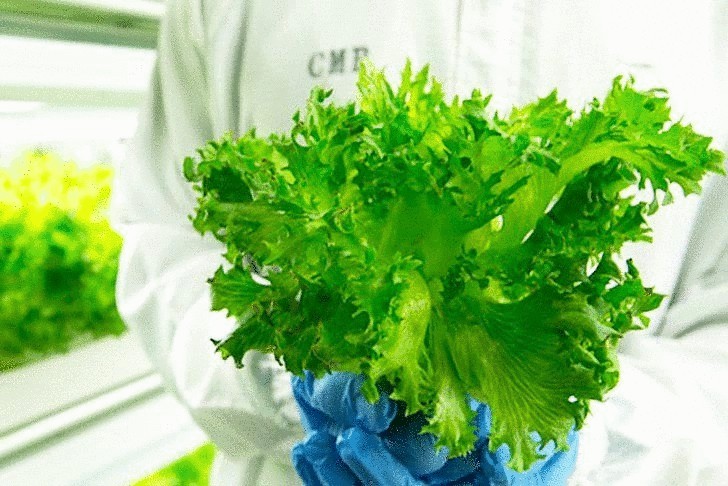 Fujitsu выращивает высокотехнологичный салат в Фукусиме
