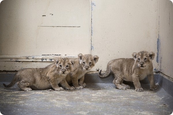 В зоопарке Хельсинки родились азиатские львята+видео