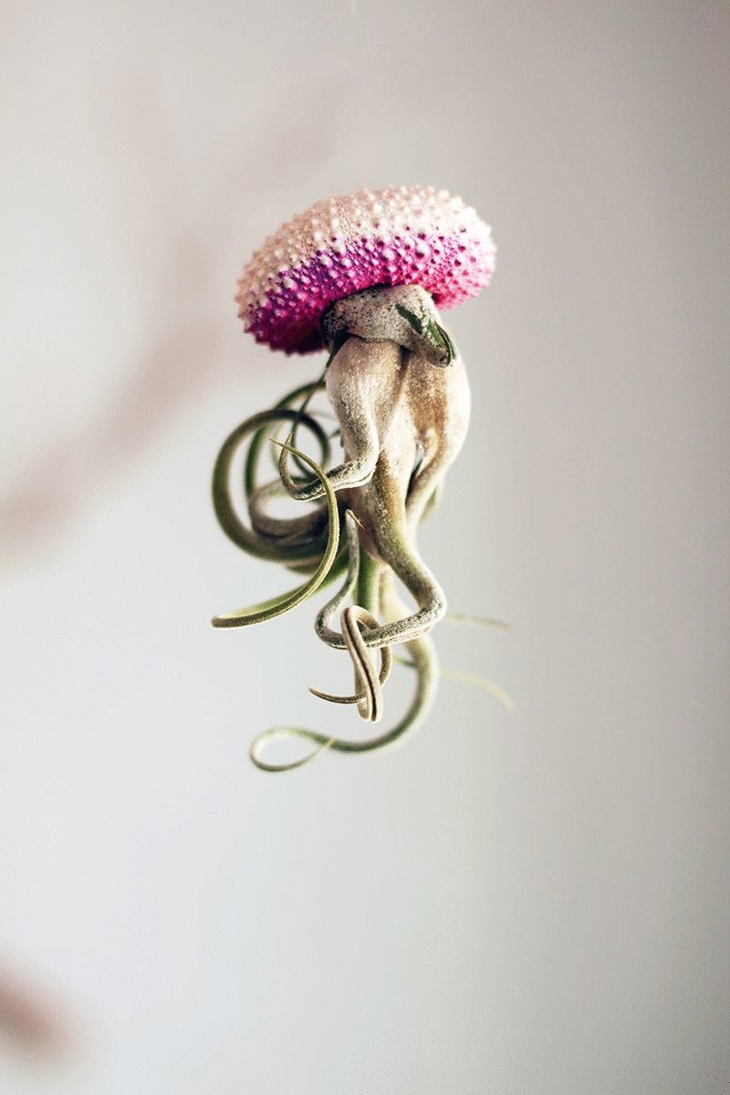 Воздушные медузы от Cathy Van Hoang