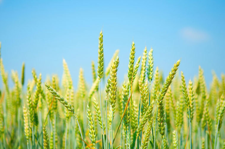 Почему люди перестали переваривать пшеницу. Глютен ни при чем!