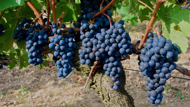 Виноград богат сосудорасширяющим ресвератролом