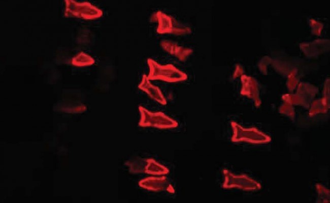 Микроскопические "рыбки" очистят Вашу кровь от токсинов