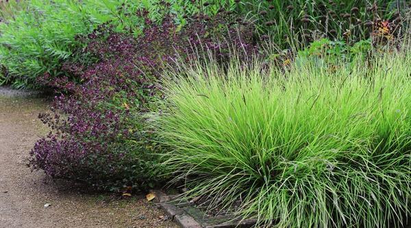 Злаковые травы в Вашем саду:  нежный ажур во все времена года