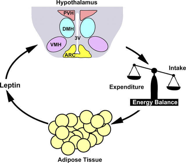Лептин — главный гормон и регулятор энергетического обмена, часть 1.